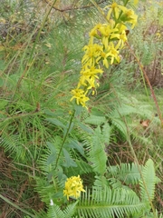 Solidago decurrens