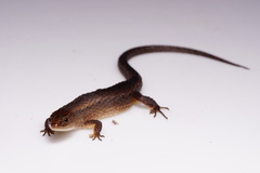 Northern Teiid photo 3