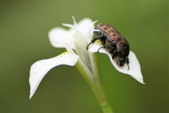 Moraea albicuspa