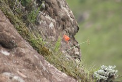 Cyrtanthus epiphyticus