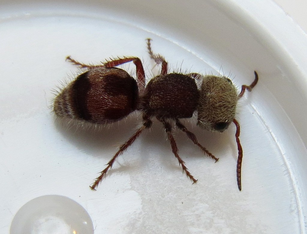 Pseudomethoca contumax