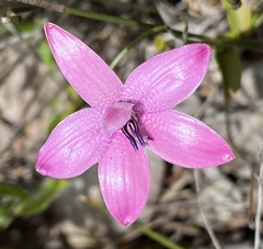 Elythranthera emarginata