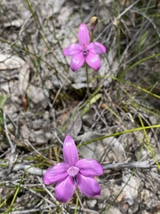 Elythranthera emarginata
