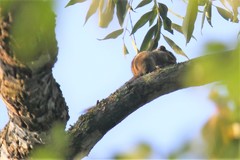 Tamiops maritimus hainanus