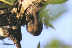 Tamiops maritimus hainanus