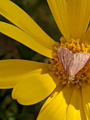 Pyrausta inornatalis