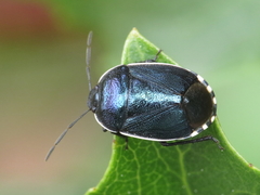 Canthophorus melanopterus
