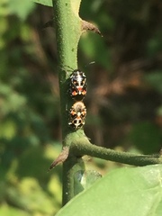 Strachiini