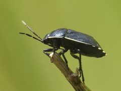 Canthophorus melanopterus