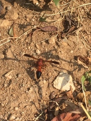 Delta dimidiatipenne