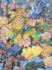 Acer
