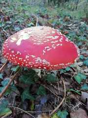 Amanita muscaria