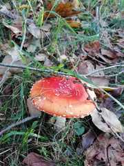 Amanita muscaria