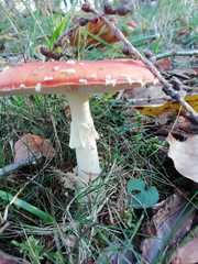 Amanita muscaria