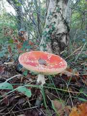 Amanita muscaria