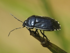 Canthophorus melanopterus