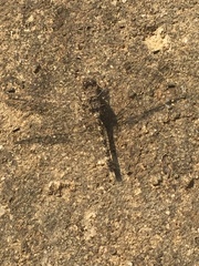 Bradinopyga geminata