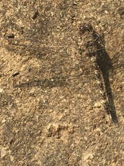 Bradinopyga geminata