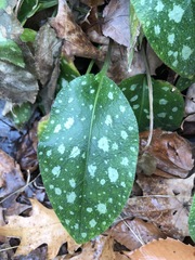 Pulmonaria saccharata
