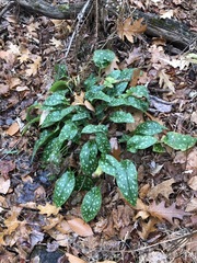 Pulmonaria saccharata