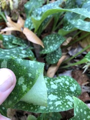 Pulmonaria saccharata
