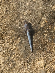 Orthetrum taeniolatum