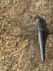 Orthetrum taeniolatum