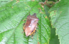 Pinthaeus sanguinipes