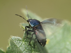 Canthophorus melanopterus