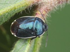 Canthophorus melanopterus