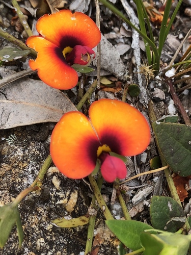 Gompholobium ovatum Meisn.