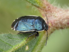 Canthophorus melanopterus