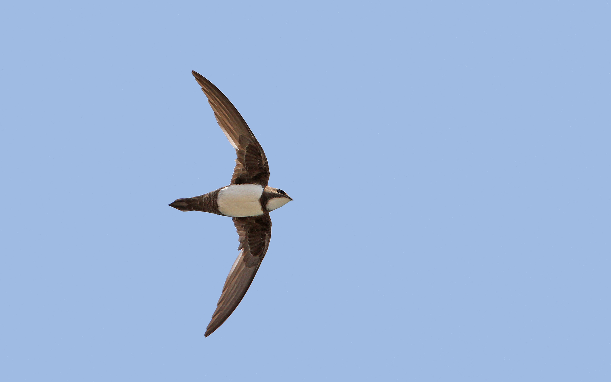 Alpine Swift (Tachymarptis melba)