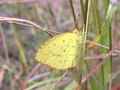 Eurema brigitta rubella