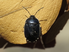 Canthophorus melanopterus