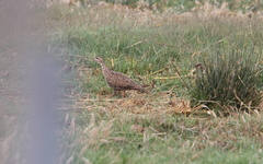 Francolinus francolinus