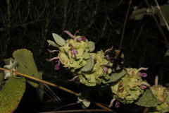 Pseudodictamnus acetabulosus