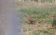 Francolinus francolinus