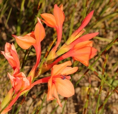 Watsonia stenosiphon