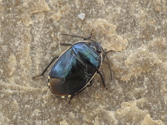 Canthophorus melanopterus