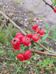 Pyracantha fortuneana