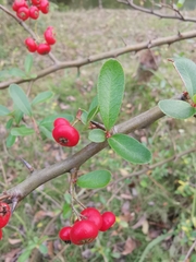 Pyracantha fortuneana