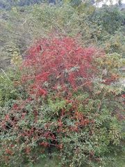 Pyracantha fortuneana