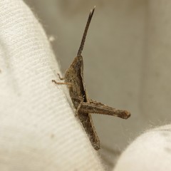 Acantherus piperatus