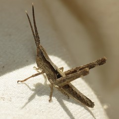 Acantherus piperatus