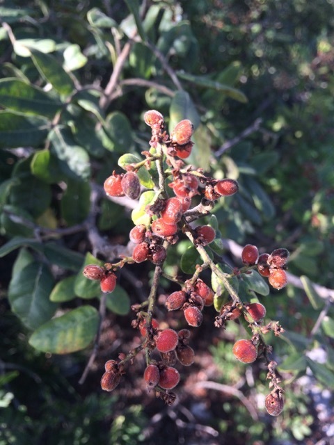 Rhus pachyrrhachis
