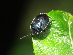 Canthophorus melanopterus