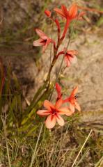Watsonia stenosiphon