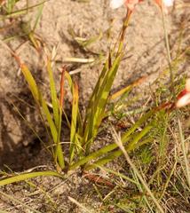 Watsonia stenosiphon