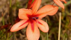 Watsonia stenosiphon